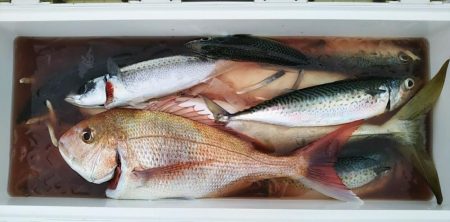 康仁丸・ジギング釣り果